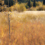Little huffily lake, surreal grasses,autumn