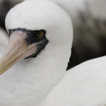 Nazca (hooded) Booby