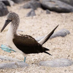 Blue Footed Bobby