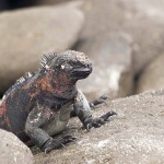 Galapagos Marine Iguana