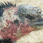 Galapagos Marine Iguana