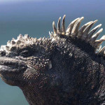 Galapagos Marine Iguana