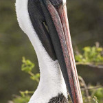 Pelican