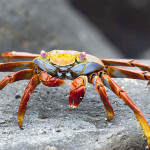 Sally Lightfoot Crab