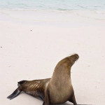 Galapagos Sea Lion