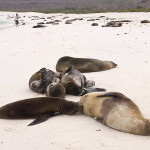 Galapagos Sea Lions