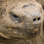 Galapagos Tortoise