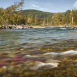 salmon run, adams r