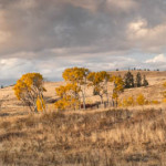 autumn, popular trees, grassland