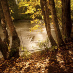 adams river, fall, sockeye