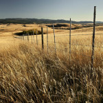grassland, douglas lake ranch