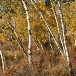 popular trees, autumn, grove