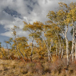 Popular trees, autumn, grove