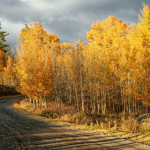 popular trees, country lane, autumn