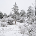 Hoarfrost, winter, snow, fog, winter