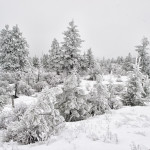 Hoarfrost, winter, snow, fog, winter