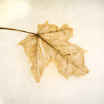 autumn, leaf, texture