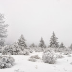 Hoarfrost, winter, snow, fog, winter