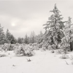 Hoarfrost, winter, snow, fog, winter