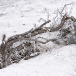 Hoarfrost, winter, snow, fog, winter