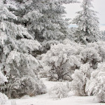 Hoarfrost, winter, snow, fog, winter