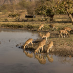 Ranthambhor National Park