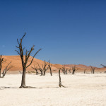 A vibrant scene with a white clay pan, vibrant orange sand dunes, a blue sky, and dark desiccated Acacia trees