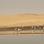 Flamingos coming in for a landing