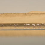 Flamingos on the way to Walvis Bay