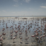 Flamingos at Walvis Bay