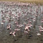 Flamingos at Walvis Bay