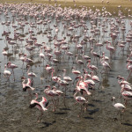 Flamingos at Walvis Bay