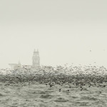 A flock of Cormorants darken the sky