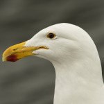 A portrait of a seagull  at Walvis Bay