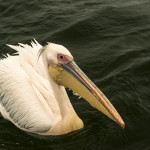Pelican in Walvis Bay