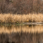 Reflections at Little Heffley Lake