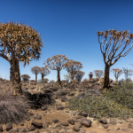 Quiver Tree forest