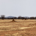 a field of termite hills