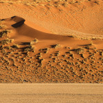 Ostrich in Namibia-Naukluft National Park