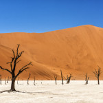 The clay pan Deadvlei with desiccated skeletons of Camel thorn Acacia trees that are 900 to 1000 years old