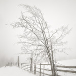 Hoarfrost, winter, snow, fog, winter