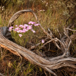 sagebrush, spring flowers