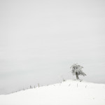 Hoarfrost, winter, snow, fog, winter