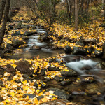 fall, autumn, creek, fallen leaves, yellow leaves