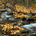 fall, autumn, creek, fallen leaves, yellow leaves