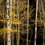 popular trees, kamloops,yellow leaves, fall,autumn