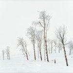 Hoarfrost, winter, snow, fog, winter