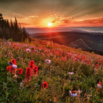 wild flowers, sun peaks, kamloops,