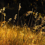 grasses, back light, golden colour
