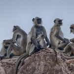 Monkeys at Ranthambhor Fort